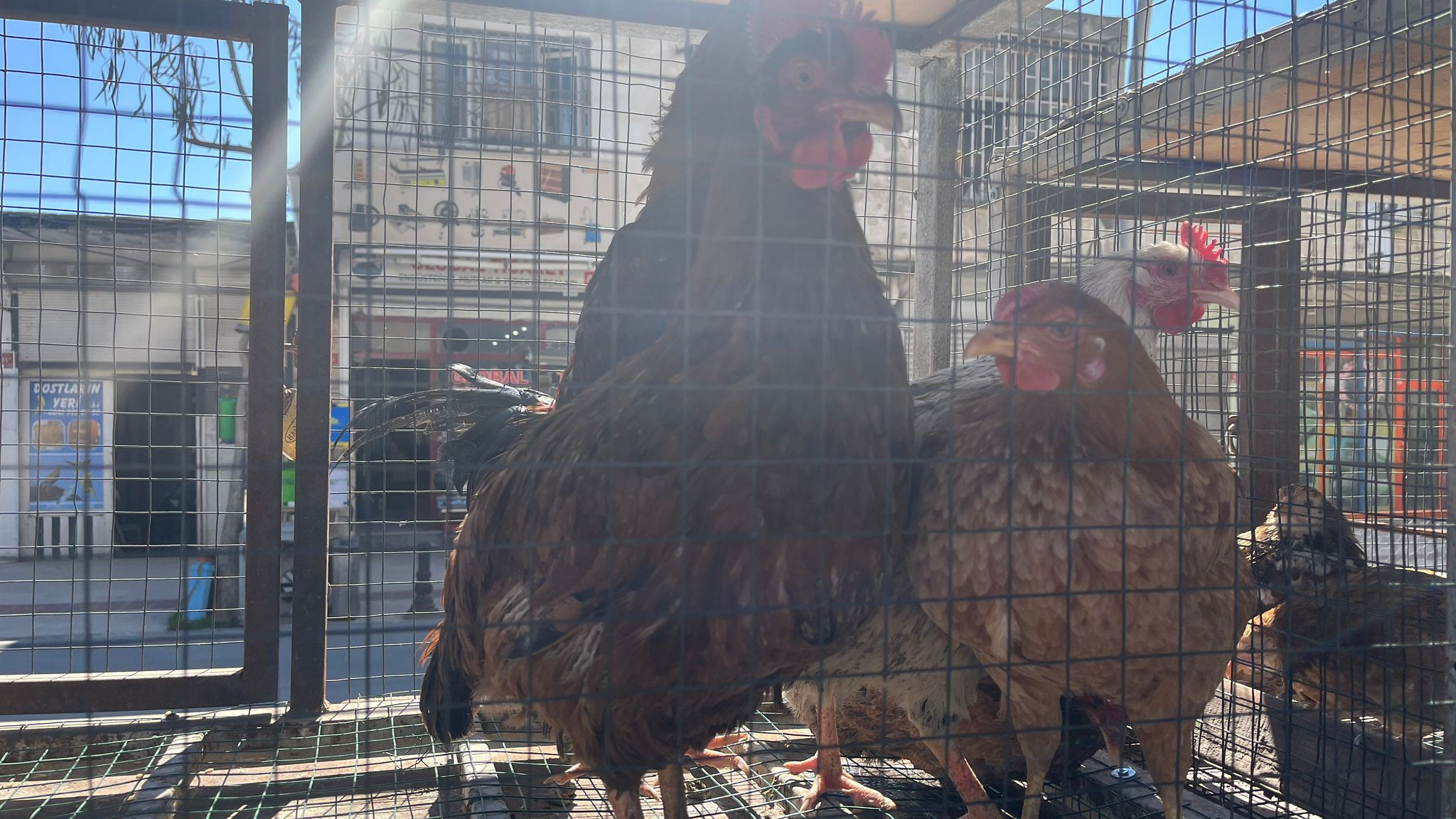Köy Tavuğu Kırmızı Etle Yarışıyor (3)