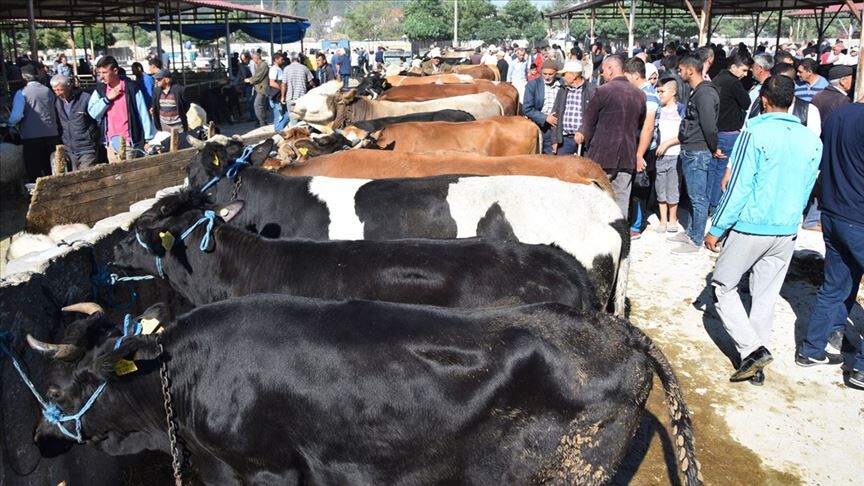 Kurbanlık Piyasası Hareketlendi İlk Fiyatlar Belli Oldu (2)