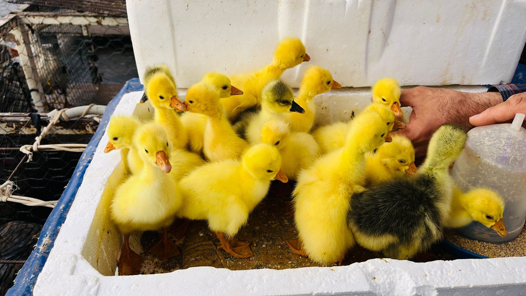 Alo Tevşo Pazarı’nda Canlı Hayvan Hareketliliği Kaz Civcivlerine Yoğun İlgi (2)