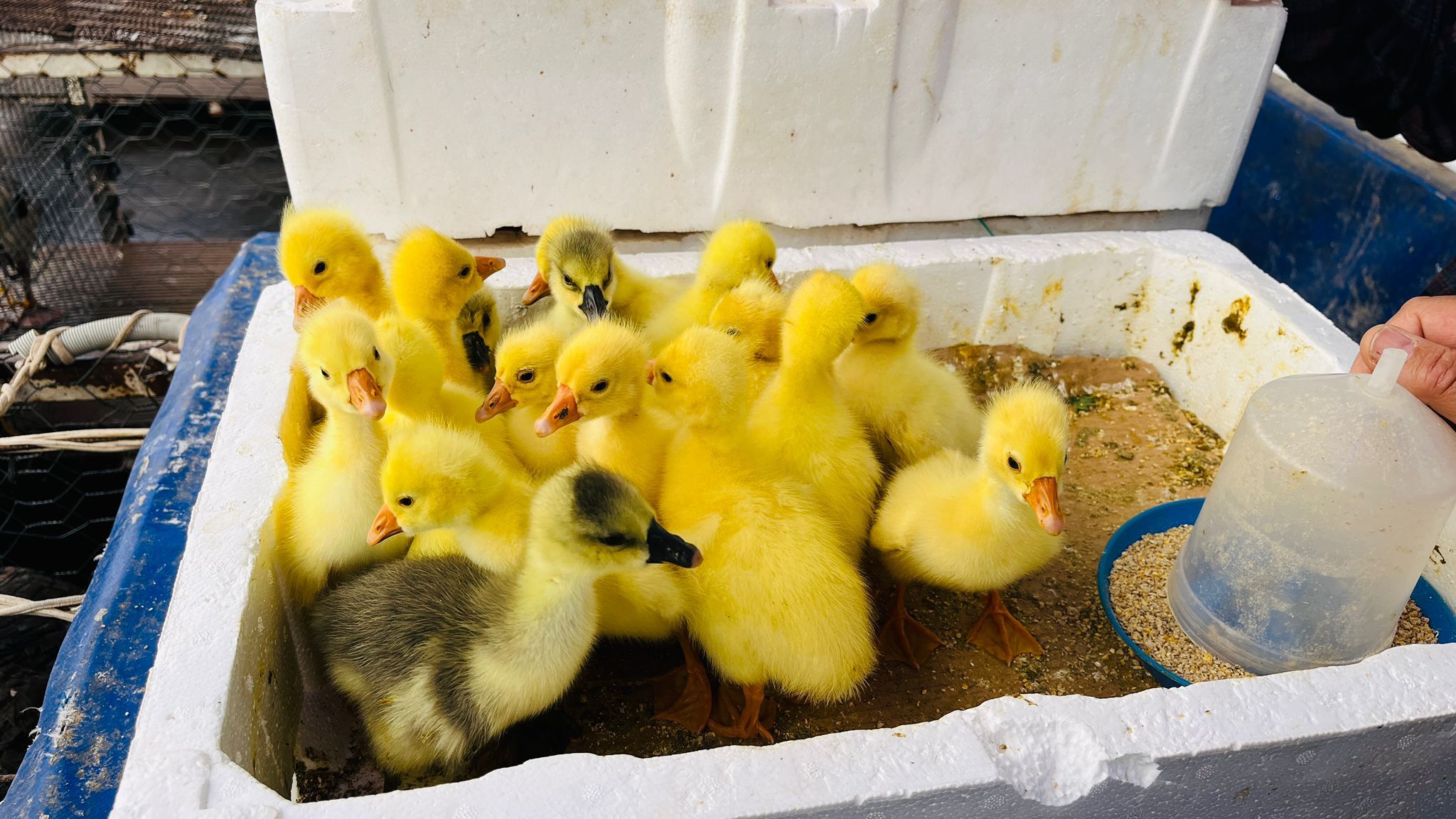 Alo Tevşo Pazarı’nda Canlı Hayvan Hareketliliği Kaz Civcivlerine Yoğun İlgi (3)