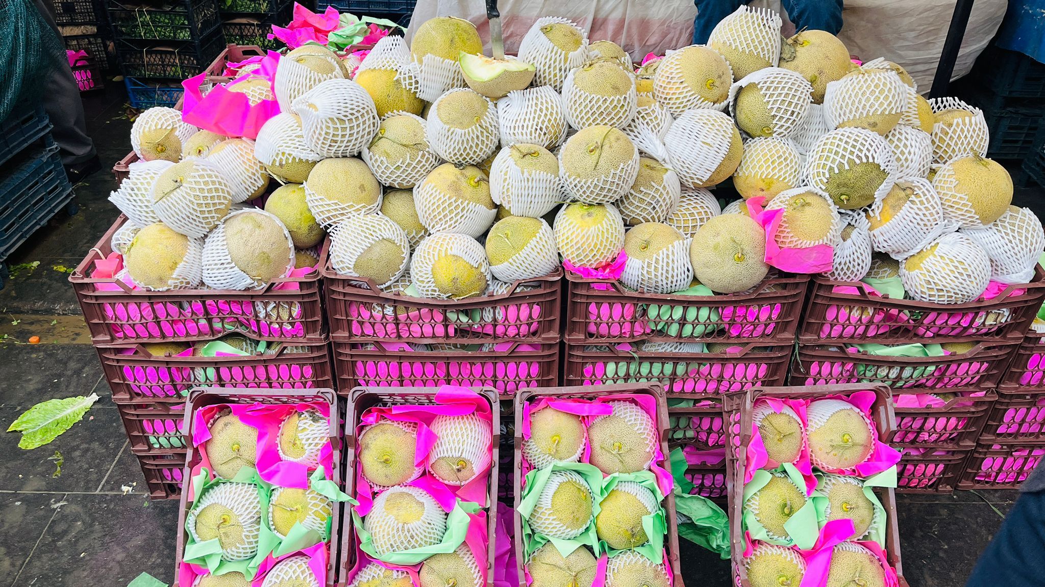 Alo Tevşo’da Kavun Sezonu Erken Başladı Tanesi 50 Liradan Alıcı Buluyor (2)