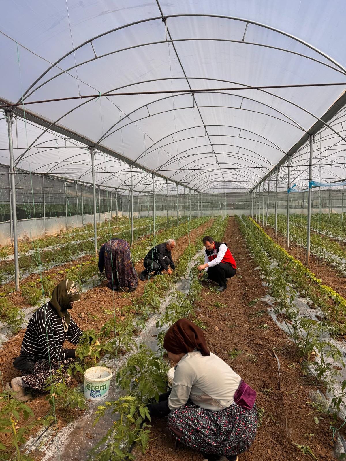 Balpınar’da Sera Mesaisi İl Müdürü Tuncer Üreticileri Ziyaret Etti (2)
