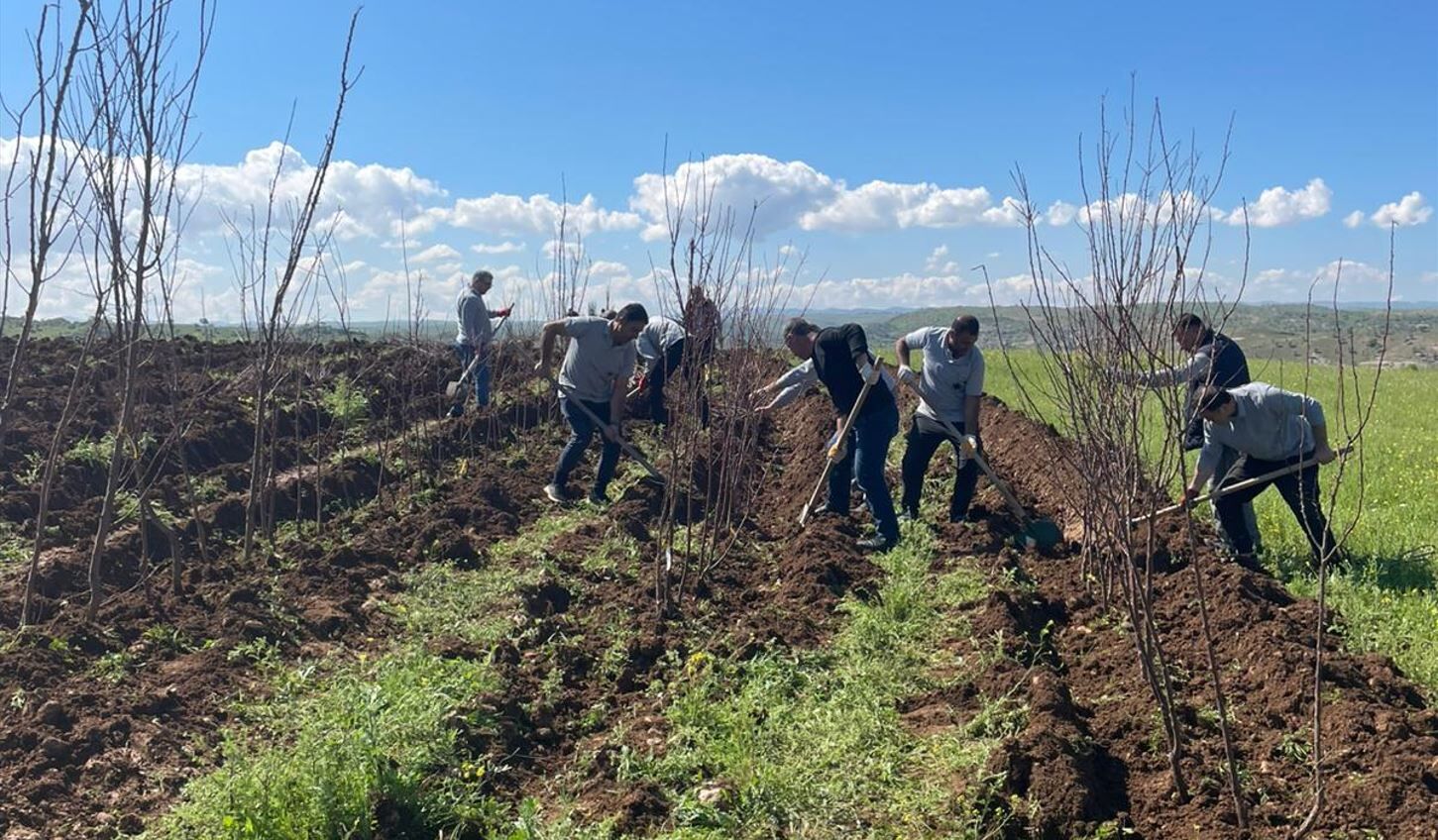 Batman Üniversitesinde 10 Bin Meyve Fidanı Toprakla Buluşuyor (2)