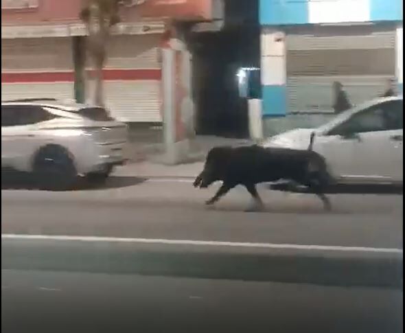 Batman Valiliğinden Açıklama “Yaban Domuzu Etkisiz Hale Getirildi”1 (2)