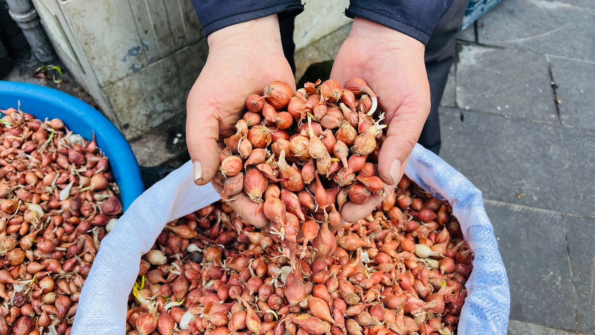 Batman’da Yağışlar Ekimi Vurdu Tohumluk Soğanlar Esnafın Elinde Kaldı (2)