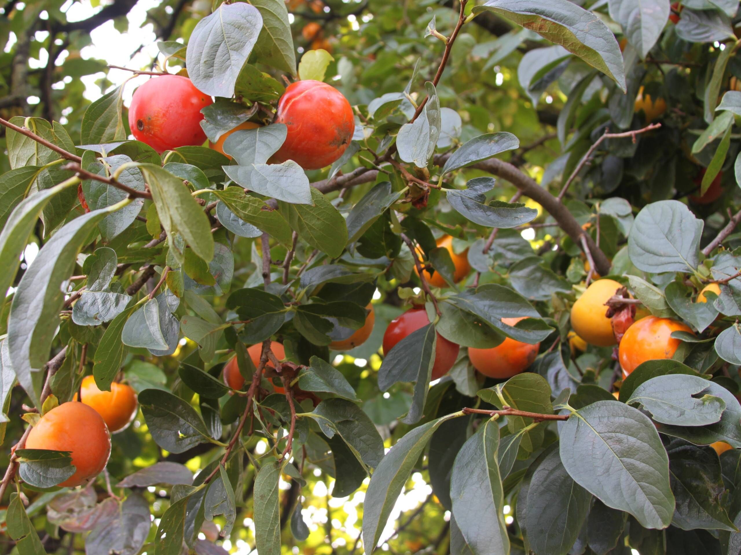 Cennet Hurması Batmanlıların Yeni Gözdesi