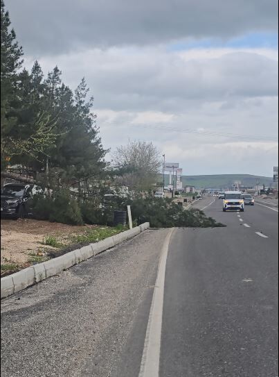 Organize Yolunda Ağaç Aracın Üstüne Devrildi (3)
