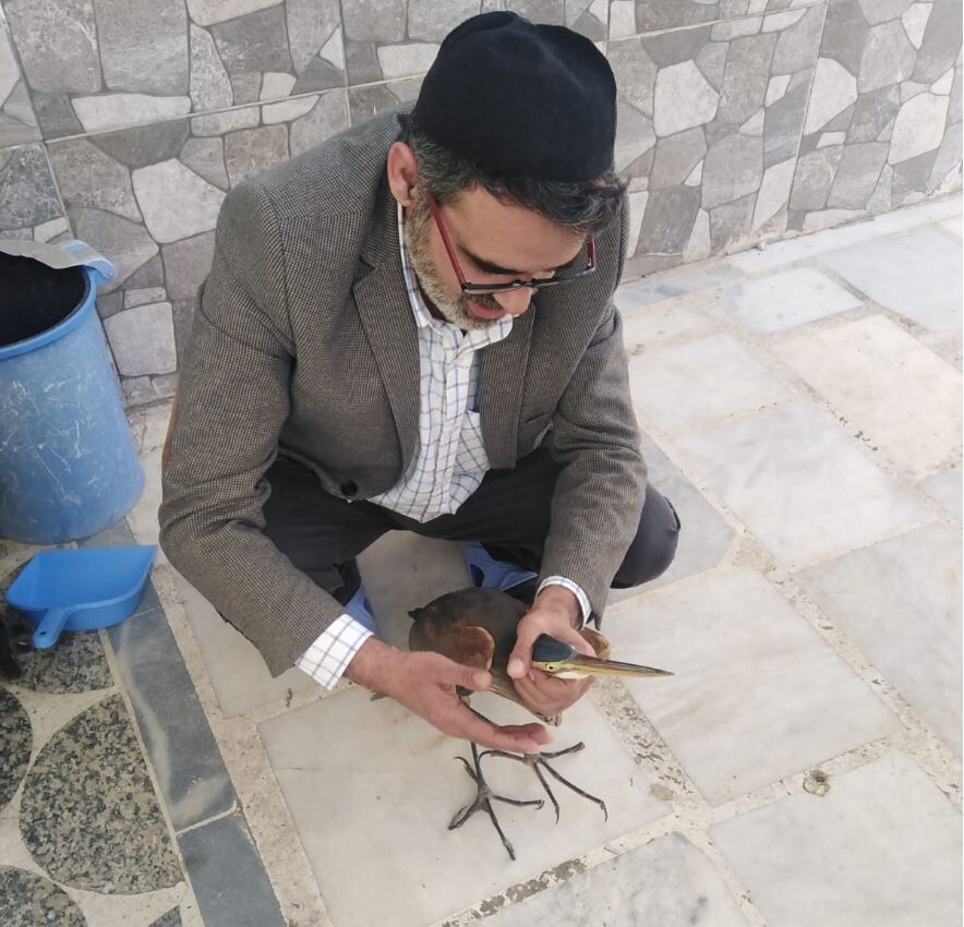 Yaralı Balıkçıl Kuş Selimiye Camisi’ne Sığındı (1)