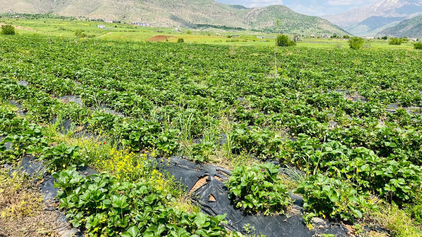 400 Ailenin Geçim Kaynağı Çilekte Hasat Zamanı (1)