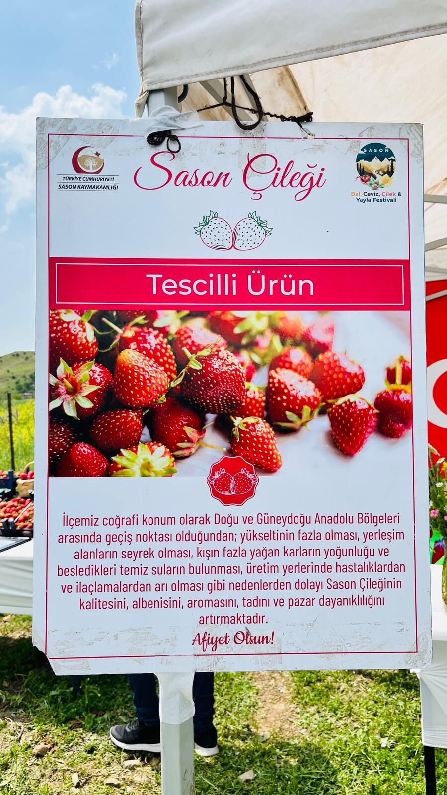 400 Ailenin Geçim Kaynağı Çilekte Hasat Zamanı