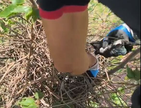 Batman İtfaiyesi’nden Şefkat Operasyonu Yuvadan Düşen Kargalar Kurtarıldı1 (2)