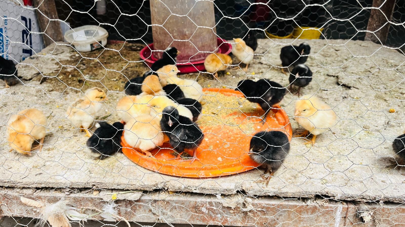 Batman’da Civciv Fiyatları Yükseldi Köy Civcivi 100 Tl Oldu (1)