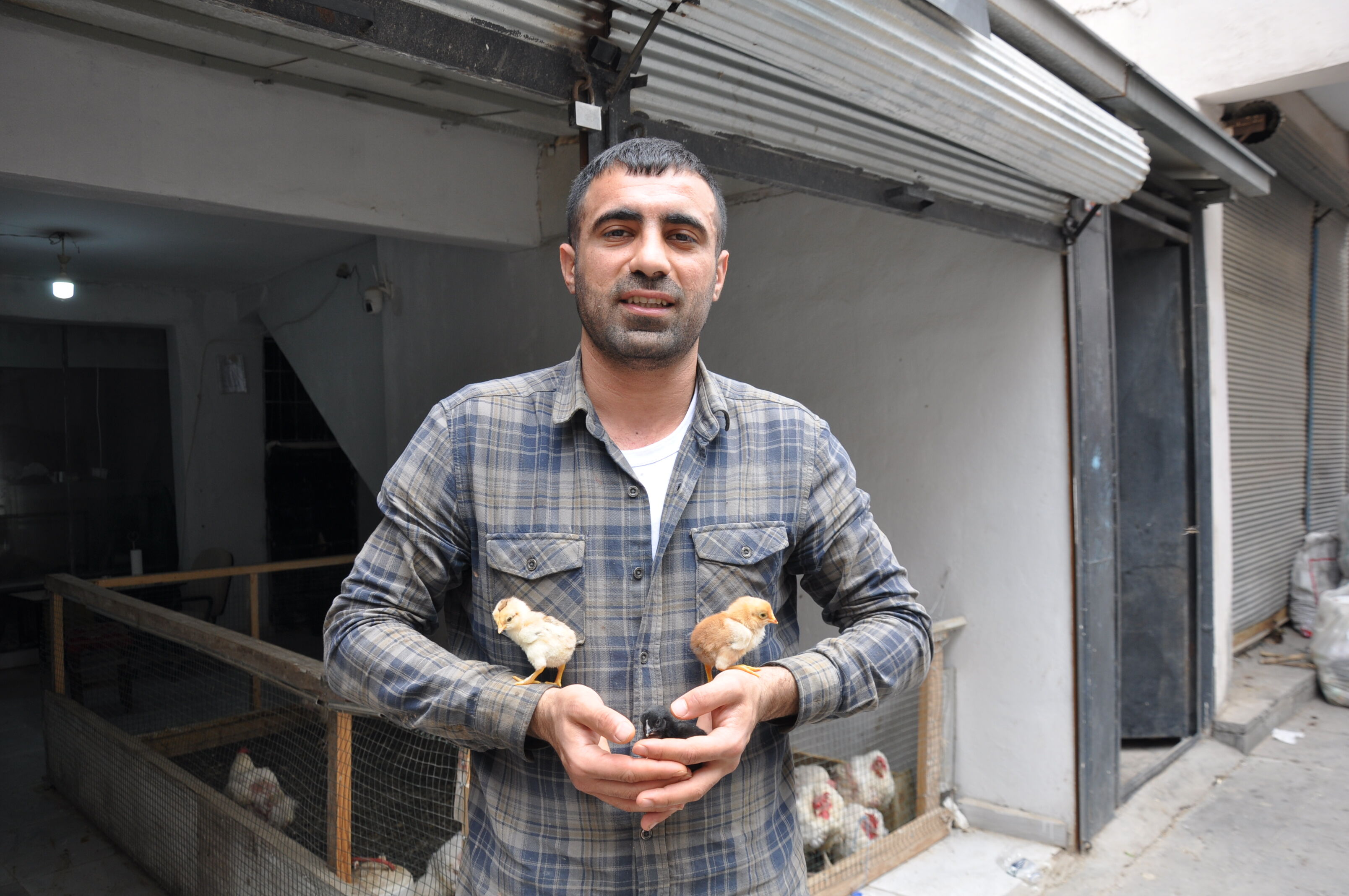 Batman’da Civciv Fiyatları Yükseldi Köy Civcivi 100 Tl Oldu (4)