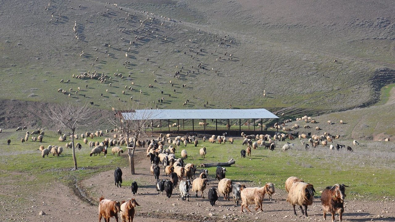 Batmanda Kurbanlikta Sikinti Yok Besicilerin Gundemi Yer Sorunu