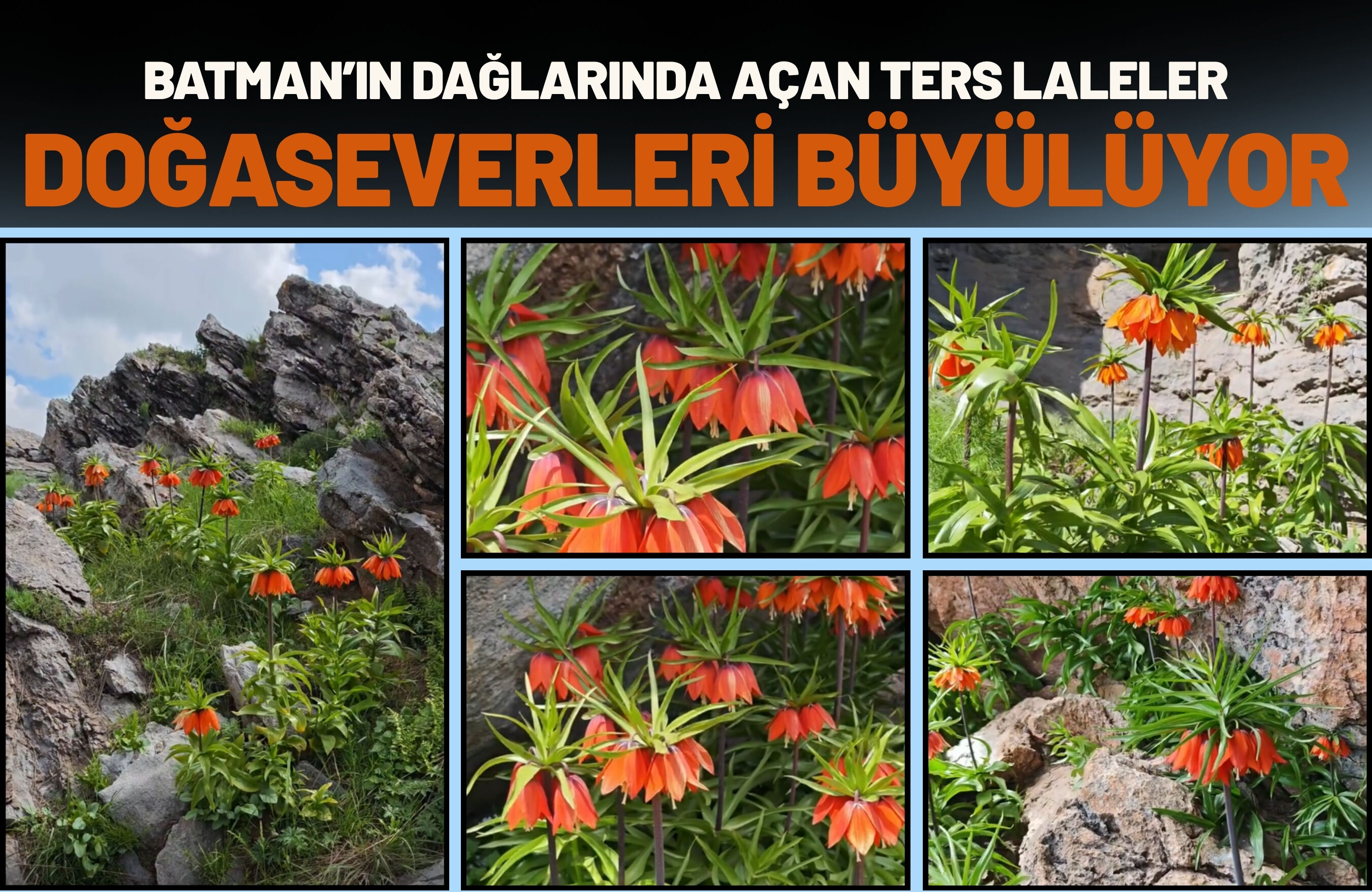 Batman’ın Dağlarında Açan Ters Laleler Doğaseverleri Büyülüyor