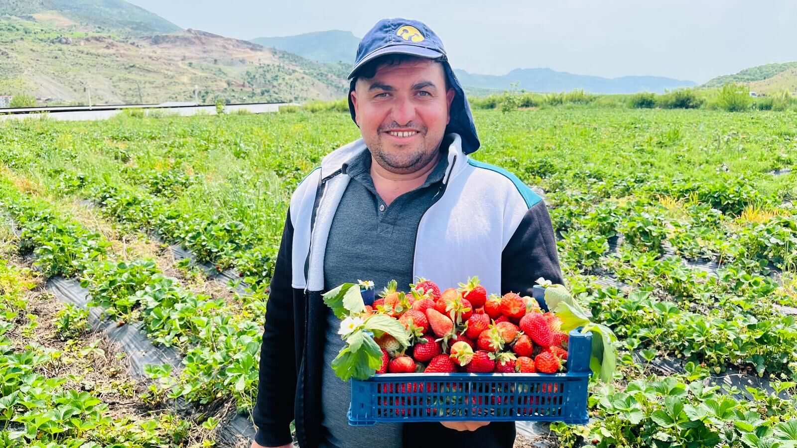 Sason’da Tarımsal Dönüşüm Çilek Üretimiyle İşçilikten İşverenliğe (4)