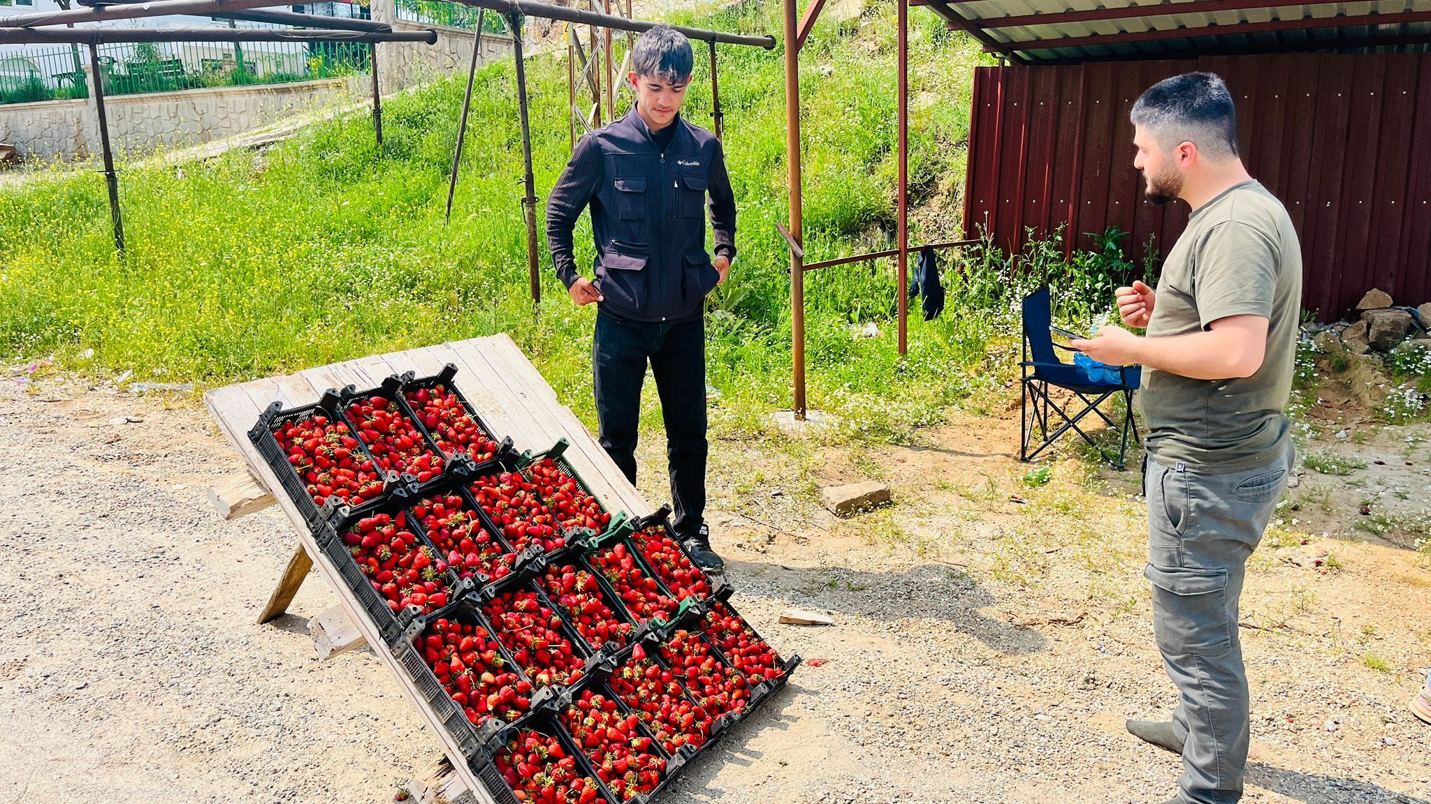 Sason’da Yol Kenarları Kırmızı Altınla Süslendi Tarladan Tezgâha Taze Hasat (3)
