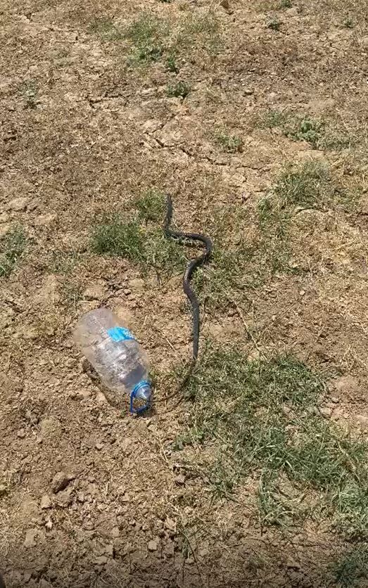 Batman'da Evlere Kadar Giren Yılan Doğal Ortama Bırakıldı (1)