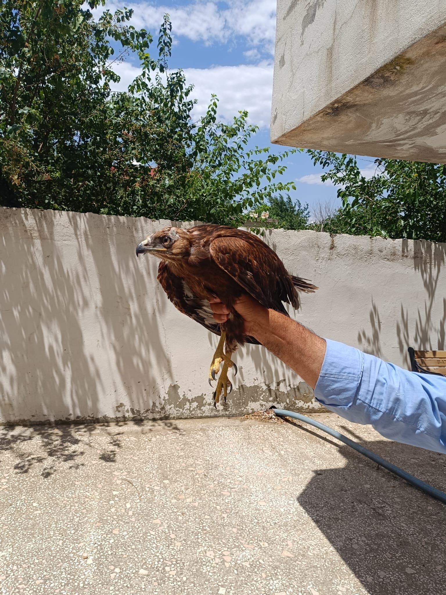 Doğankavak Köyü’nde Bitkin Düşen Şahin Koruma Altına Alındı (3)