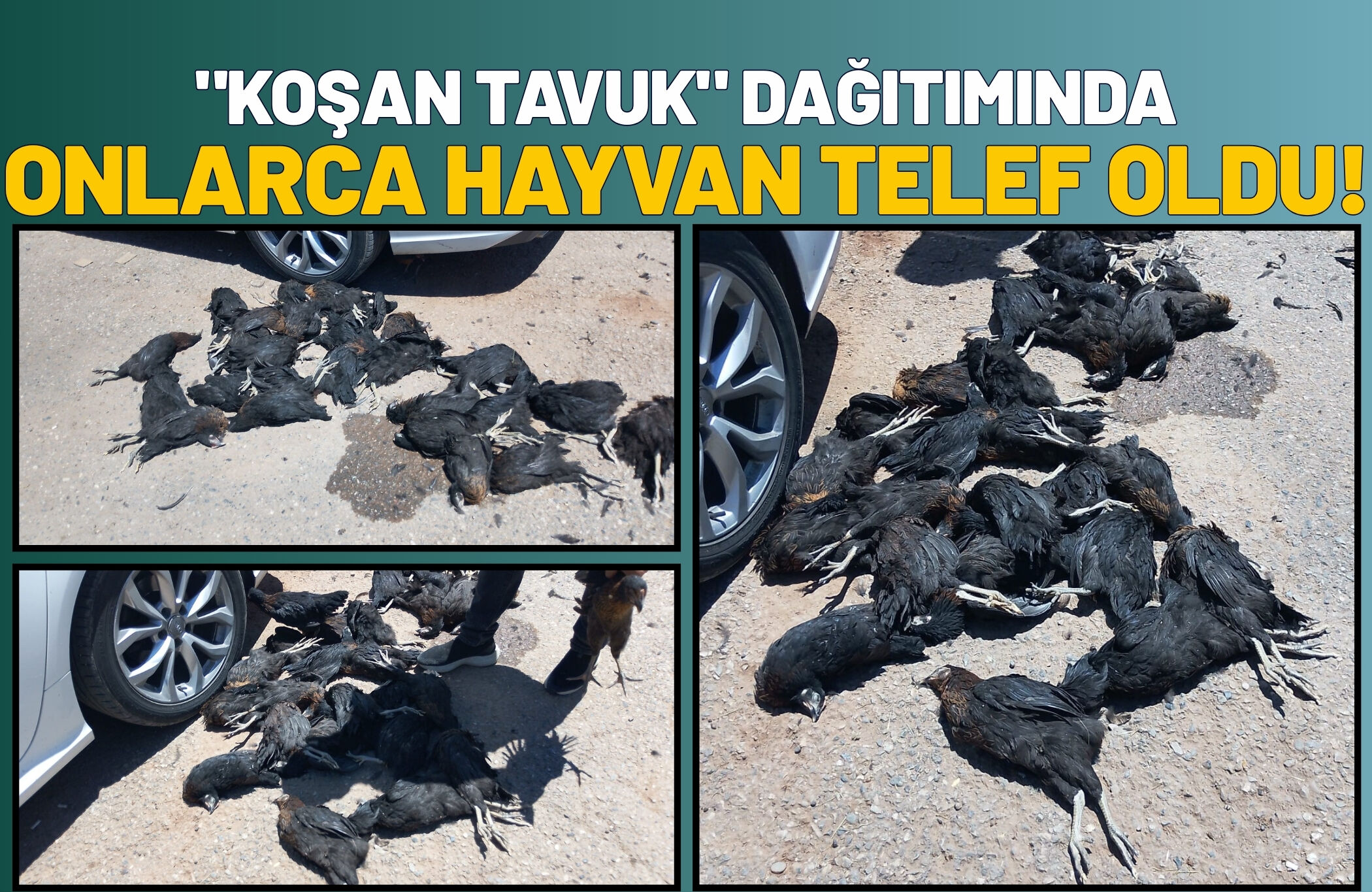 "Koşan Tavuk" Dağıtımında Onlarca Hayvan Telef Oldu!