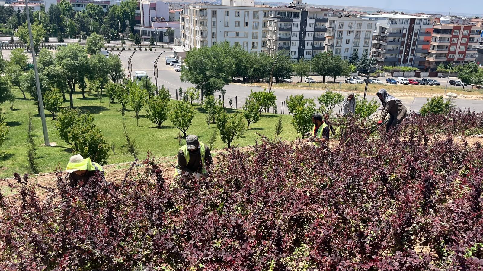 Necat Nasıroğlu Külliyesi’ne 140 Bin Çalı Dikiliyor (3)