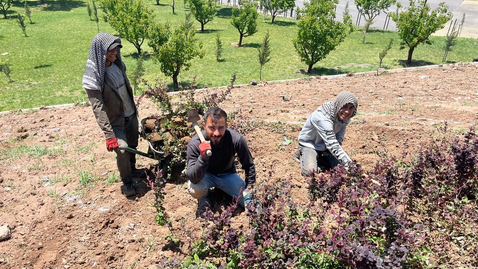Necat Nasıroğlu Külliyesi’ne 140 Bin Çalı Dikiliyor (5)