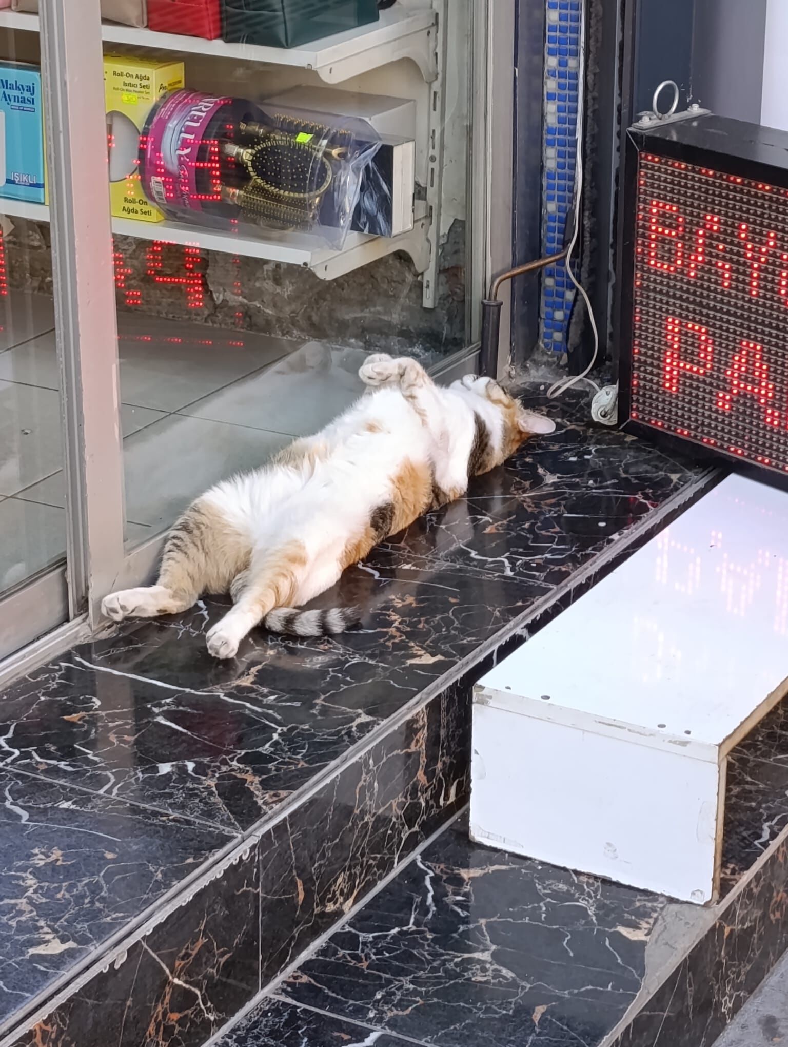 Batman'da Aşırı Sıcaklarda Kediler Bile Pes Etti! (3)