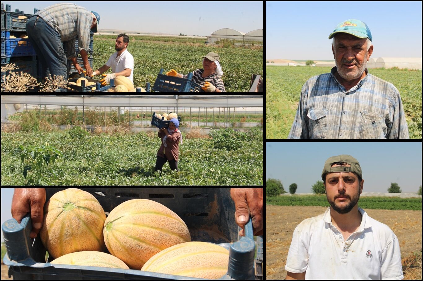 Segirka kavununda hasat başladı