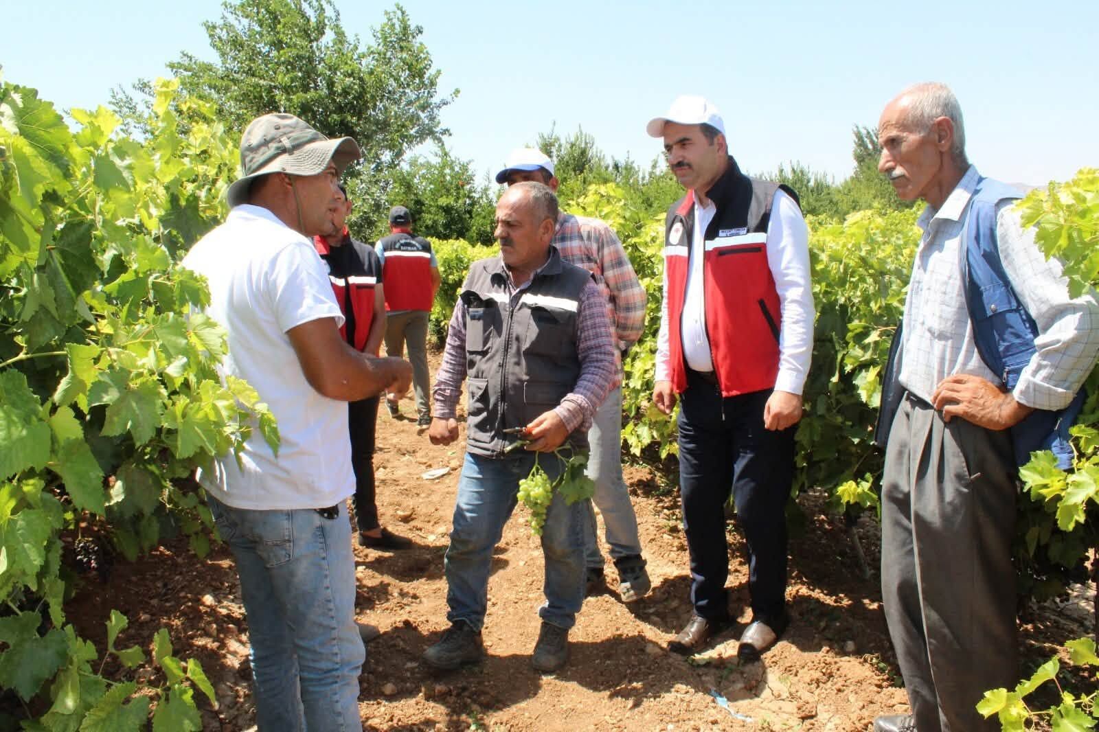 Gercüş’te Bağcılıkta Kalite Ve Verimi Artıracak Yeşil Budama Eğitimi (1)