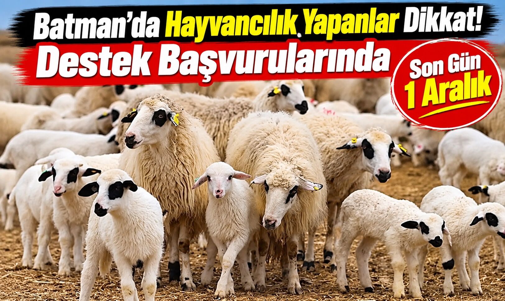 Batman’da Hayvancılık Yapanlar Dikkat! Destek Başvurularında Son Gün 1 Aralık