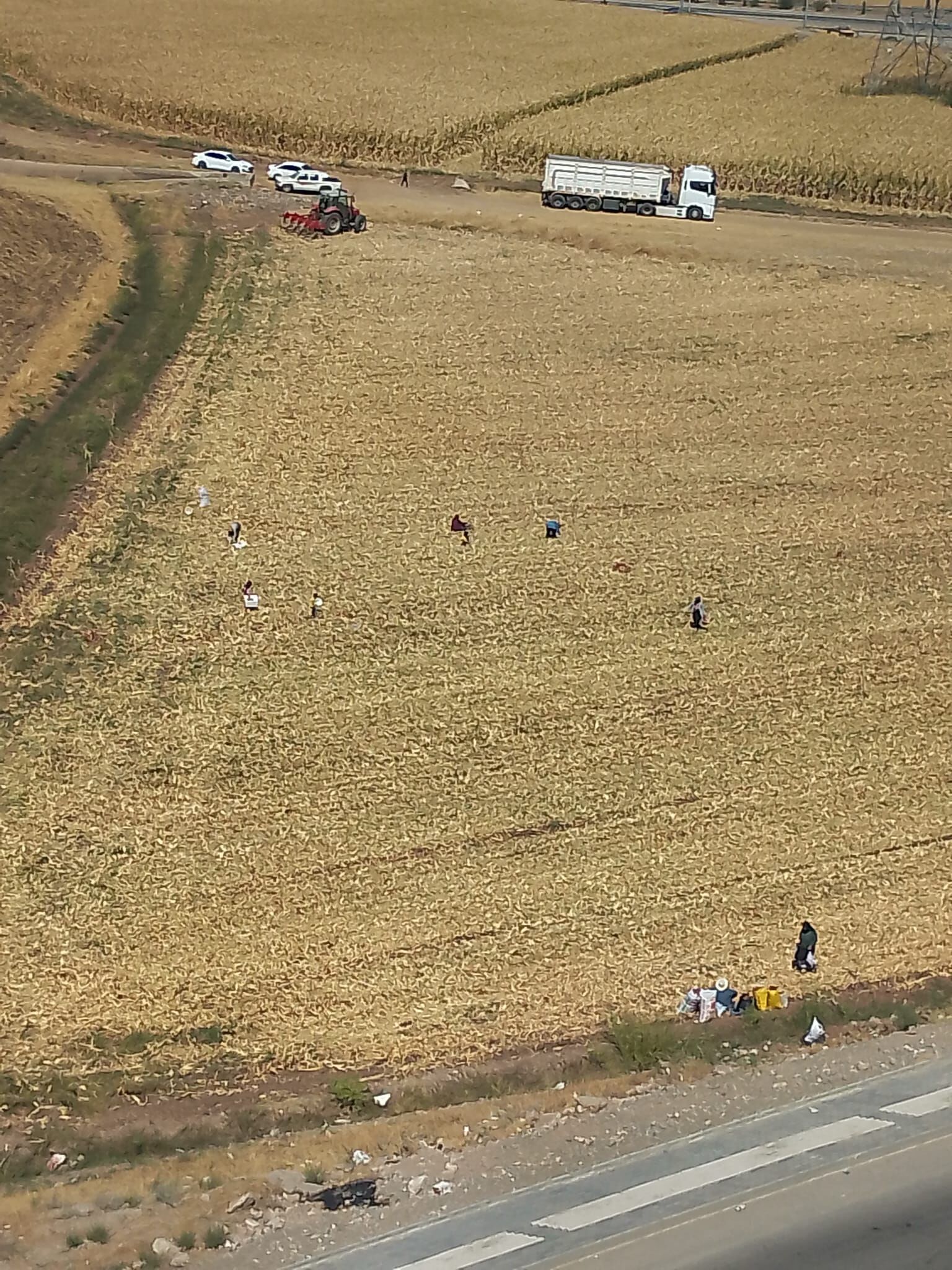 Mısır Hasadının Ardından Geleneksel Yakacak Telaşı (1)