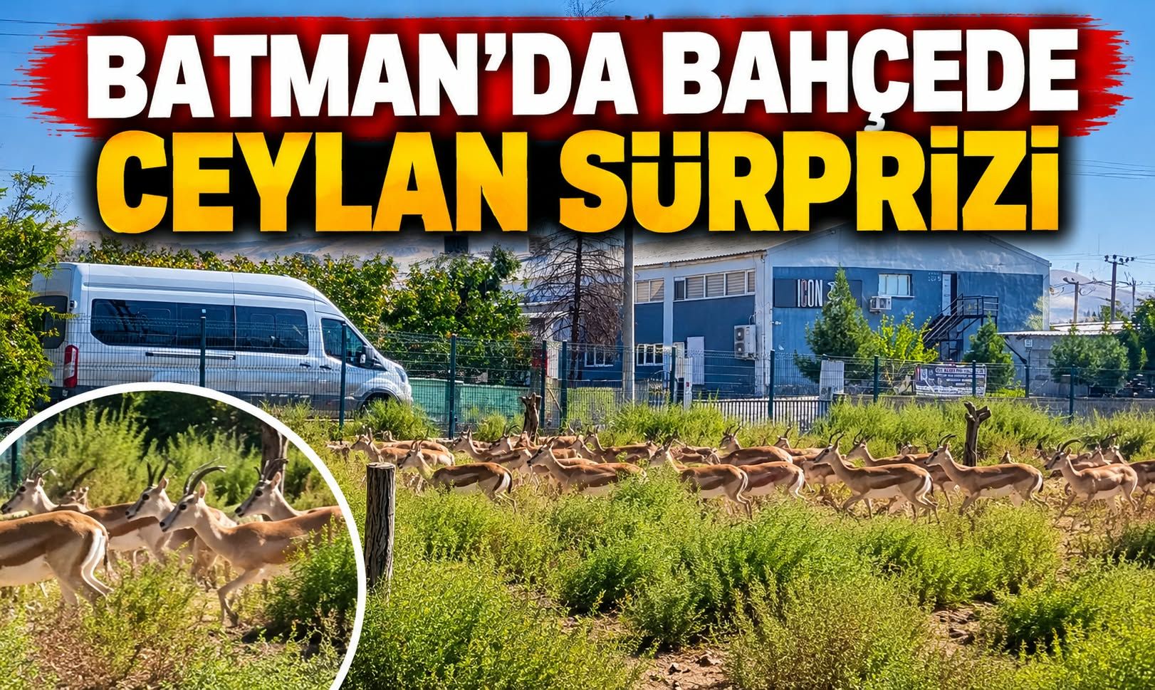 Batman'da Bahçede Ceylan Sürprizi