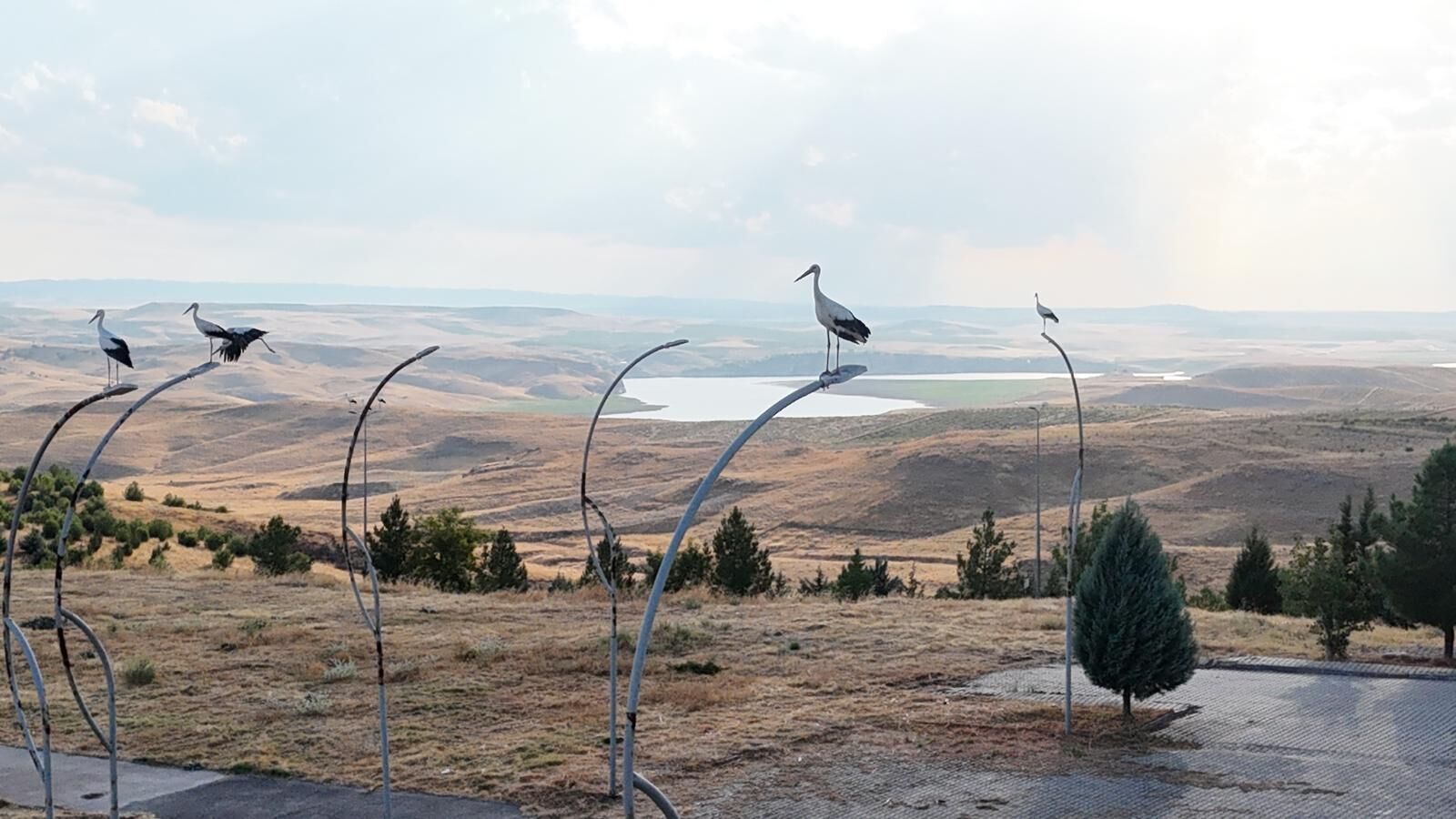 Batı Raman Kampüsü leyleklerin göç rotasında