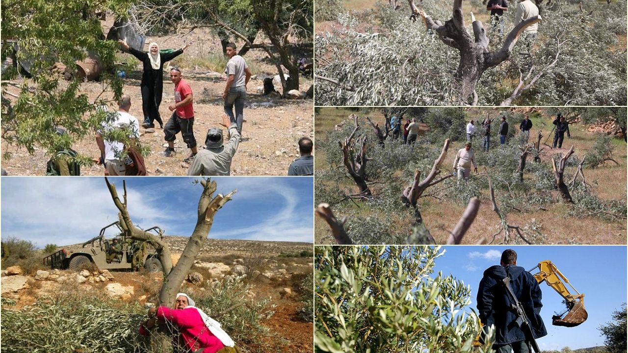 Hem siyonist işgalci hem de hırsız