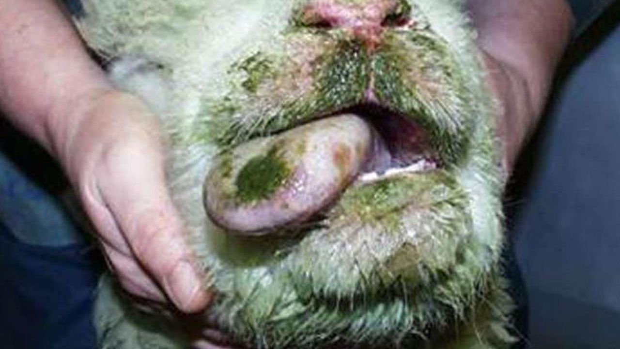 5 köyde "mavi dil" hastalığı!