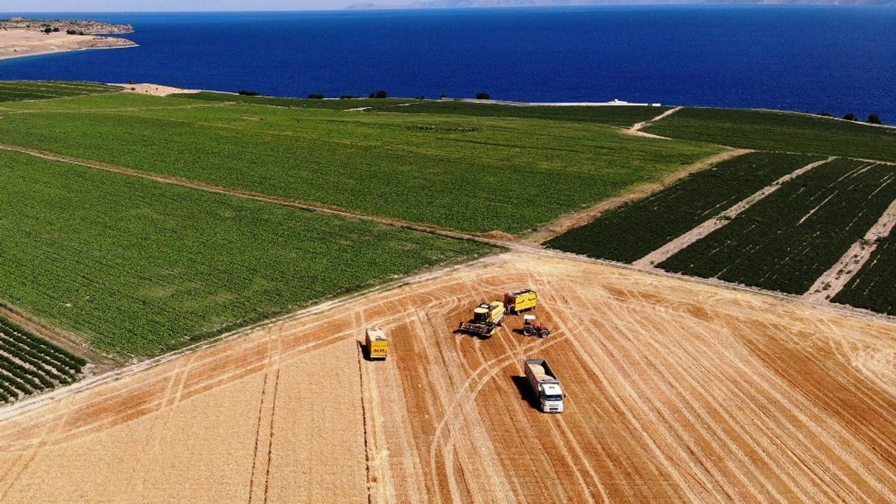 Bitlis’te 301 bin dekarlık alanda buğday hasadı başladı