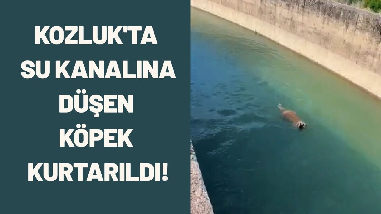Kozluk'ta Su Kanalına Düşen Köpek Kurtarıldı!