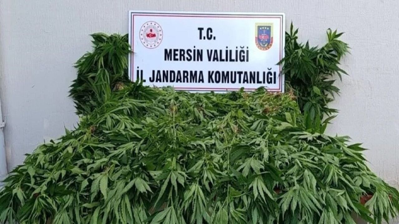 Mersin'de ormanlık alanda kenevir operasyonu: 2 şüpheli tutu