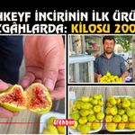 Hasankeyf İncirinin İlk Ürünleri Tezgâhlarda: Kilosu 200 TL