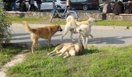 Başıboş köpek saldırıları artıyor