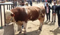 Arife gününde tonluk hayvanlar görücüye çıktı