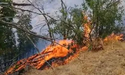 Antalya'da orman yangını kontrol altına alındı