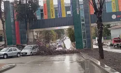 Şanlıurfa'da fırtınada ağaç devrildi, yol kapandı