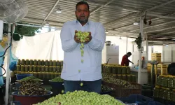 Sofraların vazgeçilmezi zeytin sezonu başladı