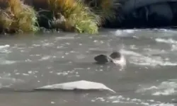 Şırnak’ta nesli tükenme tehlikesi altındaki su samuru görüntülendi