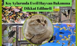 Kış Aylarında Evcil Hayvan Bakımına Dikkat Edilmeli