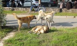 Başıboş köpek saldırıları artıyor