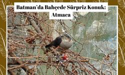 Batman’da Bahçede Sürpriz Konuk: Atmaca