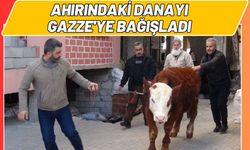 Batman'da Bir Kadın Ahırındaki Danayı Gazze'ye Bağışladı