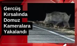 Gercüş Kırsalında Domuz Kameralara Yakalandı